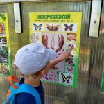 phoca_thumb_m_motlci tropic 44 Fotogalerie
